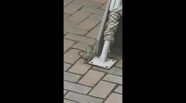 Green pit viper eats a smaller snake in Bangkok