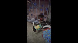 Chubby pet pooch can't sit through garden gate