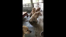 Chaotic dinner time for family of pet labradors