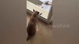 Pet cat tries to reach sparrow through glass door