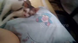 This cat DOES NOT enjoy hearing her owner singing