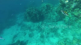 Scuba Diver Follows Rare Fishes In Red Sea Egypt