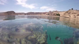 Snorkeling Adventure Around White Fishes In Sharm El Sheikh