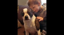Toddler and dog play fighting