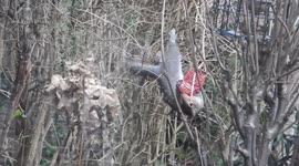 Upside down squirrel