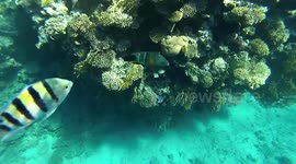 Underwater Scuba Diving Skills In Red Sea Egypt