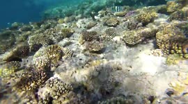 Young Girl Diving Footage In Red Sea Egypt