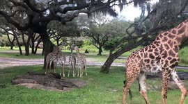 Giraffes