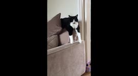 How my cat gets down from EVERYTHING!