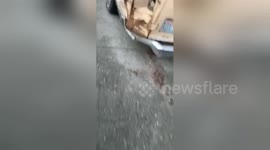 Rat seen 'looking to escape' horrific garbage-filled car in Seattle