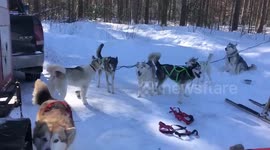 Sled Dogs Raising Money for Cancer