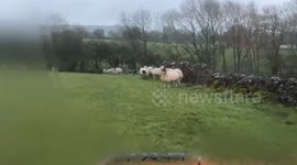 Sheep shelter during Storm Dennis