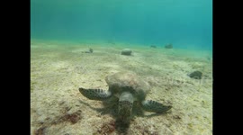 Baby sea turtle almost flips over whilst eating in strong current