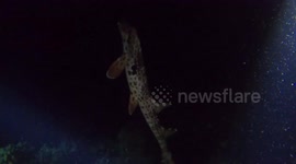 Epaulette walking shark swims at diver