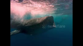 Snorkeller nearly gets swallowed by giant Whale Shark