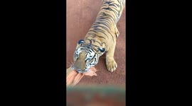 Determined tiger chases after safari bus packed with tourists in central India