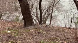 Crazy squirrel in central park