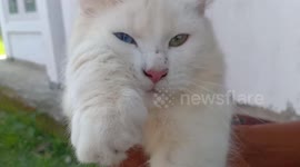 Close-up of oddly beautiful angora cat with green AND blue eyes
