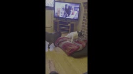 2 french Bulldogs pigs stalking and protecting  one doughnut