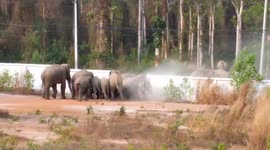 Wild elephants smash through concrete wall to reach jungle in Thailand