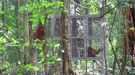 Rescued orangutans released into the Indonesian jungle after rehabilitation