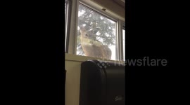 'Like a reverse zoo': Deer peers at students through windows at Canadian university