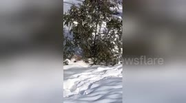 Pug struggles and trips over as it wears a winter coat in the Canada snow