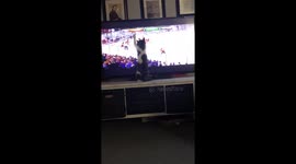 Cat loves High School Hockey