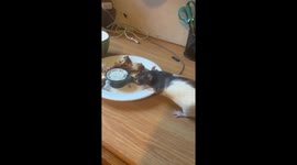 Brazen rat steals chicken leg right from owner's plate and scurries off