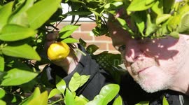 Baffled gardener who planted orange tree seeds in 2005 has ended 15 year wait for tropical fruit - in the middle of chilly February