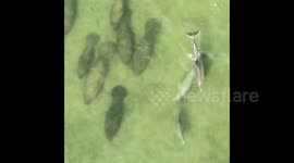 Man in a see through canoe witnesses dolphins swimming past a large group of manatees