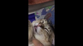Funny Cat in Deep Sleep : Monday blues is a mood