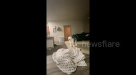 Hide and seek! Wait, where did mom go? Dog in Utah gets confused when her owner hides under the covers