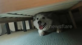 Adopted senior 'doggo' has the cutest morning routine