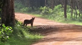 Chilling footage shows leopard ambushing jackal that barely escapes with its life