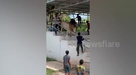 Runaway bull charges into spectators at fight in Thailand, injuring one