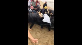 Vietnamese fishermen fail to rescue four-metre-long stranded whale