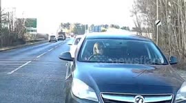 Distracted driver in traffic waves their mobile phone around while on a handsfree call, before putting on their makeup, for 6 minutes, with an unsecured dog on the back seat. Sped up 4x