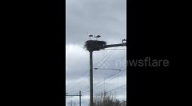 Storks build precariously sited nest over active train line in the Netherlands
