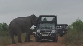 Elephant intercepts safari convoy and snatches food from holidaymakers in Sri Lanka