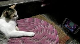 Cartoon loving feline amuses itself to Tom and Jerry show on the mobile of its owner in southern India