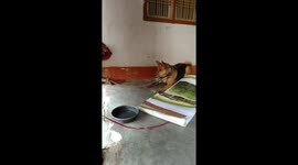 A dog name mauli and other side a rabbit, Dog scared of a rabbit