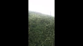 Cutting a massive shrub off the roof of the van
