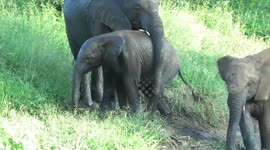 Elephant mother carefully helps her struggling calf stay on his feet during slippery climb