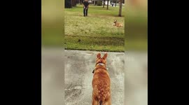 Twitch has hops! Practicing for the Easter Bummy!