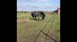25 Years young horse unable to conceal her excitement that Storm Dennis has passed!