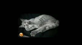 This silver tabby cat has the cutest reaction to her paws being gently squished!