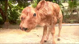 Southern india farmer, got the shock of a lifetime when one of his cows gave birth to a calf with two heads.