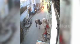 Ten-year-old boy trampled by warring bulls, escapes with minor injuries in northern India