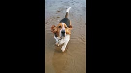 Beans the Basset hound's floppy ears on a windy beach walk